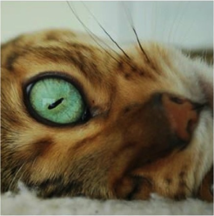 bengal kitty one beautiful cat eye