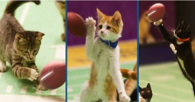 kitten bowl 2015 player profiles