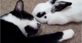 kitty and bunny unlikely furrriendship