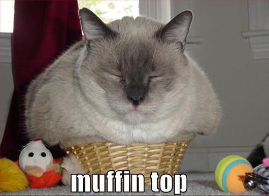 lazy kitty funny-cat-muffin-top