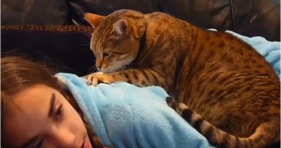 massage cat orange tabby kitty cute