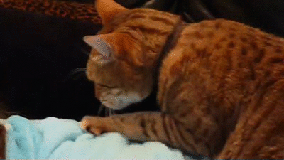 massage cat orange tabby kitty cute