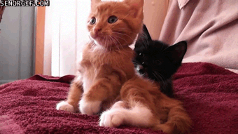 orange kitten yawn adorable