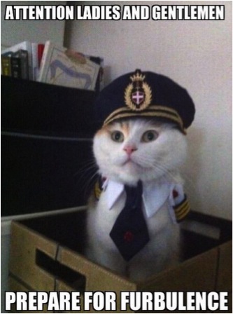 pilot kitten airline cats