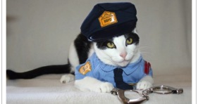 policeman vs kitty hilarious and cute black cat