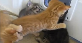 puppy breaks up kitten brawl