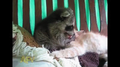 raccoon loves cute orange kitty