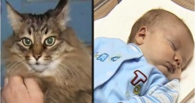 russian cat saves baby adorable