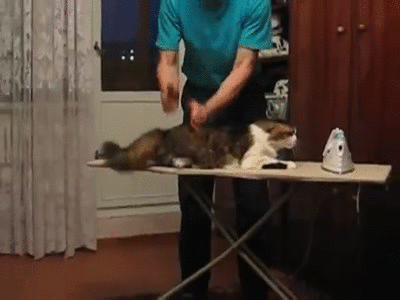russian cat spa furball kitty