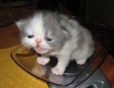 sad kitten adorably cute