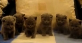 six adorable fluffballs cutest kittens