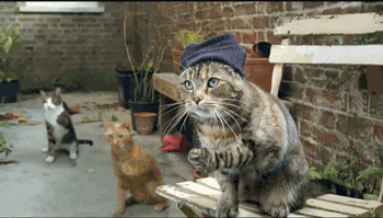 snapping cats in hats funny