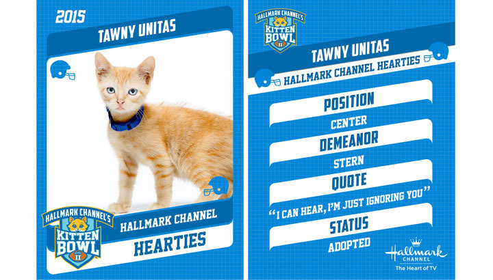 tawny united cute orange kittens