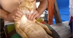 ultimate cat massage cute orange kitty