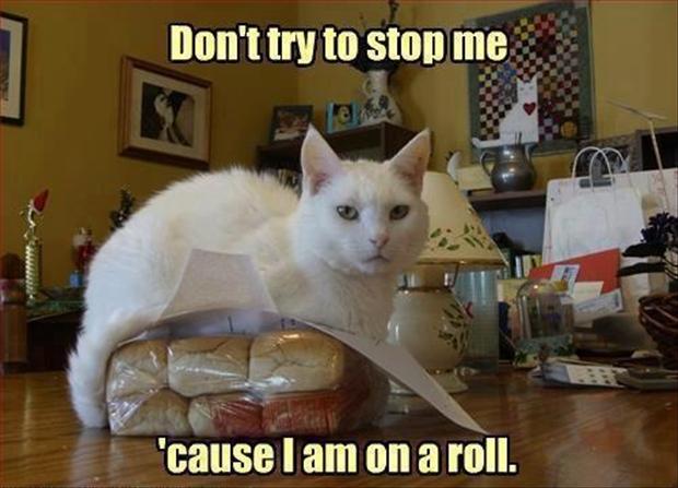 white cat on a roll lolcats