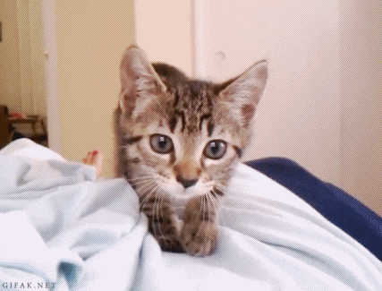 wiggle pouncy kitten