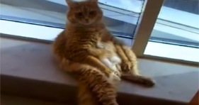 Fluffy Orange kitten sitting like a human