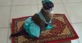 caturday magic carpet cat