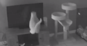 cat breaks tv