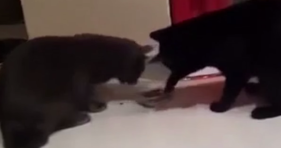 cat fight over dish