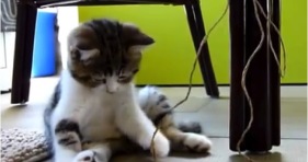 adorable jazz kitten playing with string