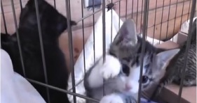 adorable kitten prison break