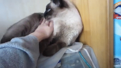 adorable siamese cat demands attention