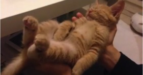 adorable sleepy kitten orange furball