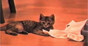 adorable small kitten large towel fetch