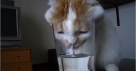 cat fact kitty loves water from cups
