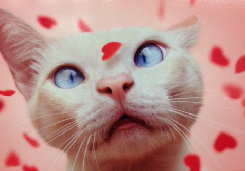 cat valentine sphynx cute kitty