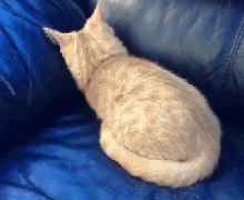 cat hides in couch
