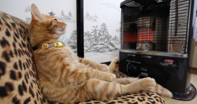 Cat Stays Warm With Heater