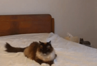 cat taps cat
