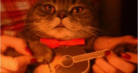 caturday guitar cat funny kitty