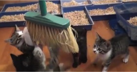 cleaning the house with adorable kittens is impossible