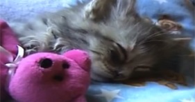 cute kitten sleeping with teddy bear