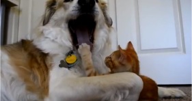 cute orange kitten loves big dog