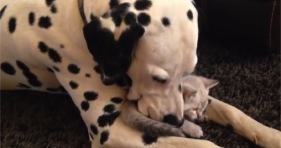 dalmation and kitten cuddling adorable