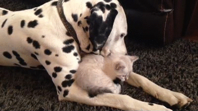 dalmation and kitten cuddling adorable
