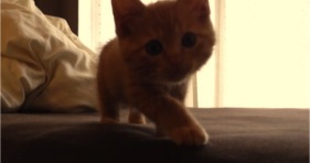 fall in love with cute orange kitten