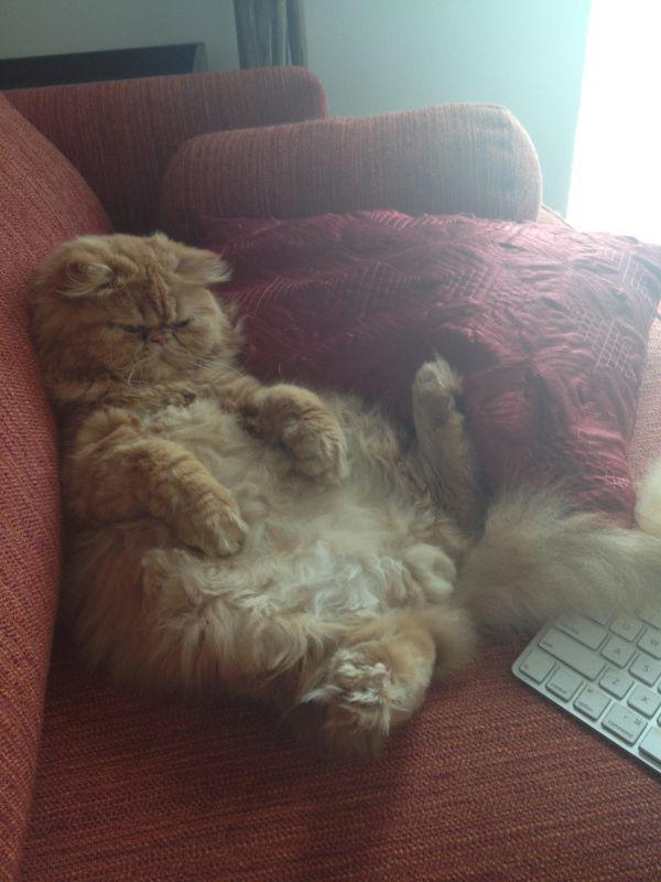 fat cat on couch