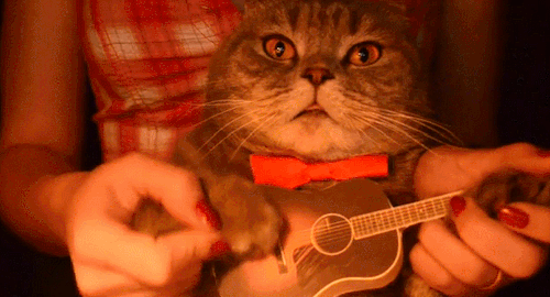 fluffy grey guitar cat