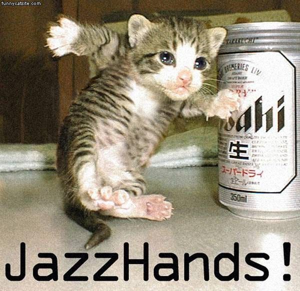 funny cat picture jazz hands beer