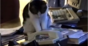 funny phone operator kitten