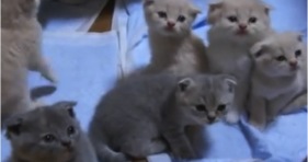gang of adorable fluffy kittens