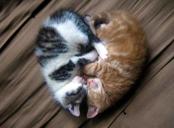 kitty valentine heart cute cats