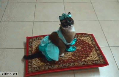 cat rides magic carpet