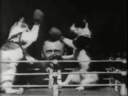 mayweather vs pacquiao kittens hilarious boxing