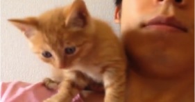 orange kitten does what he wants
